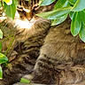 Furygan a rejoint le concours — aidez-le/la à gagner de superbes lots ! cat, tabby, animal, pet, fur, leaf, greenery, nature, outdoor, sunlight, shade, resting, closeup, hidden, cozy, relaxed, whiskers, wildlife, mammal, garden