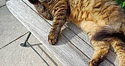 Furygan a rejoint le concours — aidez-le/la à gagner de superbes lots ! cat, tabby_cat, feline, pet, animal, outdoor, bench, wood, sunlight, greenery, plant, pavement, paw, fur, relaxing, nature, daylight, resting, mammal, cute