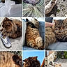 Furygan participe au concours pour gagner de l'argent avec cette photo : cat, dog, tabby_cat, fluffy, outdoor, indoor, sunlight, couch, shoe, grass, stone, relaxing, friendship, pet, animal, fur, sleeping, closeup, portrait, compilation