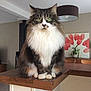 cat, fluffy, green_eyes, indoor, countertop, wooden_surface, lamp, painting, flower_art, plant, furniture, domestic, pet, sitting, portrait, calm, tabby, white_fur, brown_fur, cozy