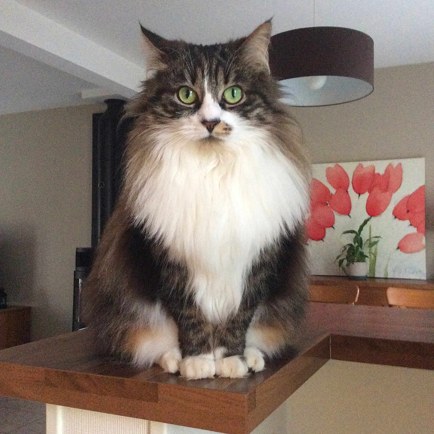 Pixie a rejoint le concours — aidez-le/la à gagner de superbes lots ! brown_fur, calm, cat, countertop, cozy, domestic, flower_art, fluffy, furniture, green_eyes, indoor, lamp, painting, pet, plant, portrait, sitting, tabby, white_fur, wooden_surface