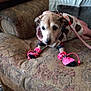 dog, pet, clothing, booties, sweater, couch, indoor, animal, small_dog, furniture, fabric, leash, cozy, blurred_background, home, comfort, patterned, footwear, cute, domestic_animal