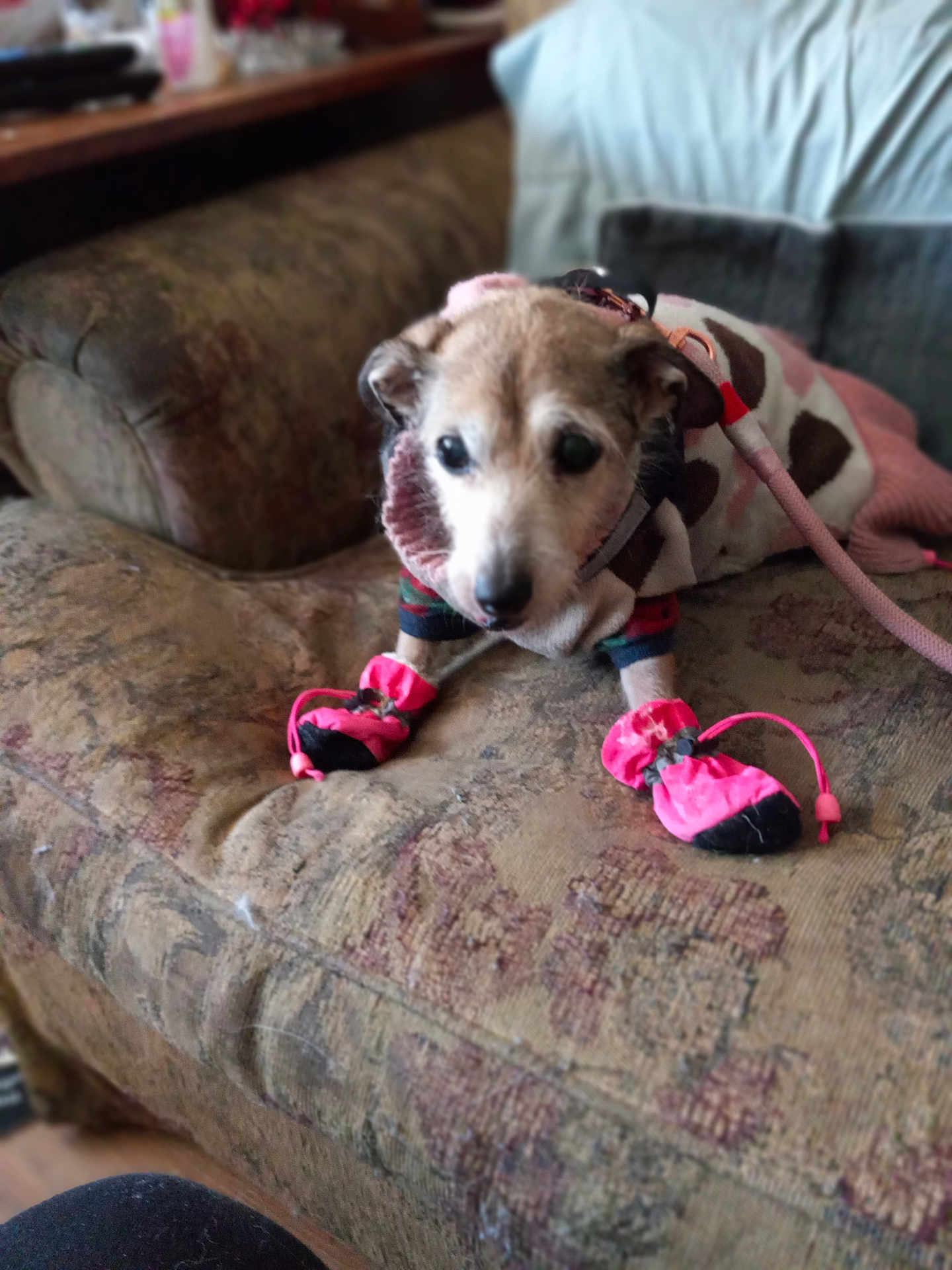 Galata is registered to the contest to win money with this photo: dog, pet, clothing, booties, sweater, couch, indoor, animal, small_dog, furniture, fabric, leash, cozy, blurred_background, home, comfort, patterned, footwear, cute, domestic_animal