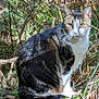 Pepito participe au concours pour gagner de l'argent avec cette photo : animal, cat, curious, eyes, feline, forest, fur, leaves, mammal, moss, nature, outdoor, pet, plant, sitting, sunlight, tabby_cat, twigs, whiskers, wildlife