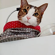 Pepito a rejoint le concours — aidez-le/la à gagner de superbes lots ! animal, cat, closeup, curious, cute, domestic, ears, fabric, face, feline, fur, gray, indoor, looking, pet, polka_dot, portrait, red, whiskers, white_background