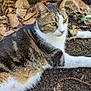Pepito participe au concours pour gagner de l'argent avec cette photo : animal, autumn, cat, curious, earth, eyes, forest_floor, fur, ground, leaves, mammal, moss, nature, outdoor, paws, relaxed, resting, tabby, whiskers, wildlife
