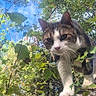 cat, animal, feline, tree, branch, outdoors, forest, woodland, leaves, foliage, nature, blue_sky, sunlight, close_up, looking_at_camera, standing, climbing, whiskers, tabby, white_paws
