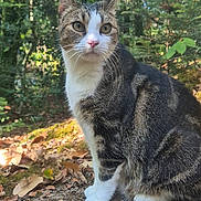 Pepito participe au concours pour gagner de l'argent avec cette photo : cat, tabby_cat, white_chest, white_paws, animal, pet, forest, woodland, outdoors, nature, fallen_leaves, trees, ground, sitting, portrait, close_up, whiskers, ears, greenery, sunlight