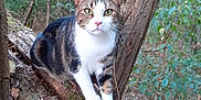 Pepito a rejoint le concours — aidez-le/la à gagner de superbes lots ! animal, branches, cat, curious, daylight, feline, forest, greenery, leaves, moss, nature, outdoor, paws, pet, pink_nose, tabby_cat, tree, whiskers, wildlife, wood