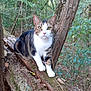 animal, branches, cat, curious, daylight, feline, forest, greenery, leaves, moss, nature, outdoor, paws, pet, pink_nose, tabby_cat, tree, whiskers, wildlife, wood