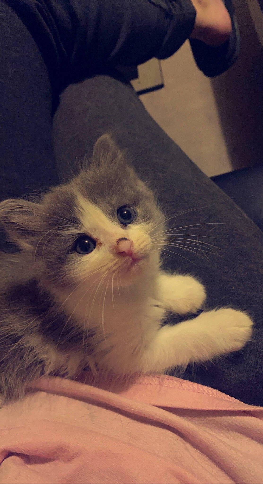 Tiyana a rejoint le concours — aidez-le/la à gagner de superbes lots ! carnivore, cat, claw, comfort, domestic_short_haired_cat, eye, felidae, foot, fur, love, nail, paw, small_to_medium_sized_cats, snout, tail, whiskers