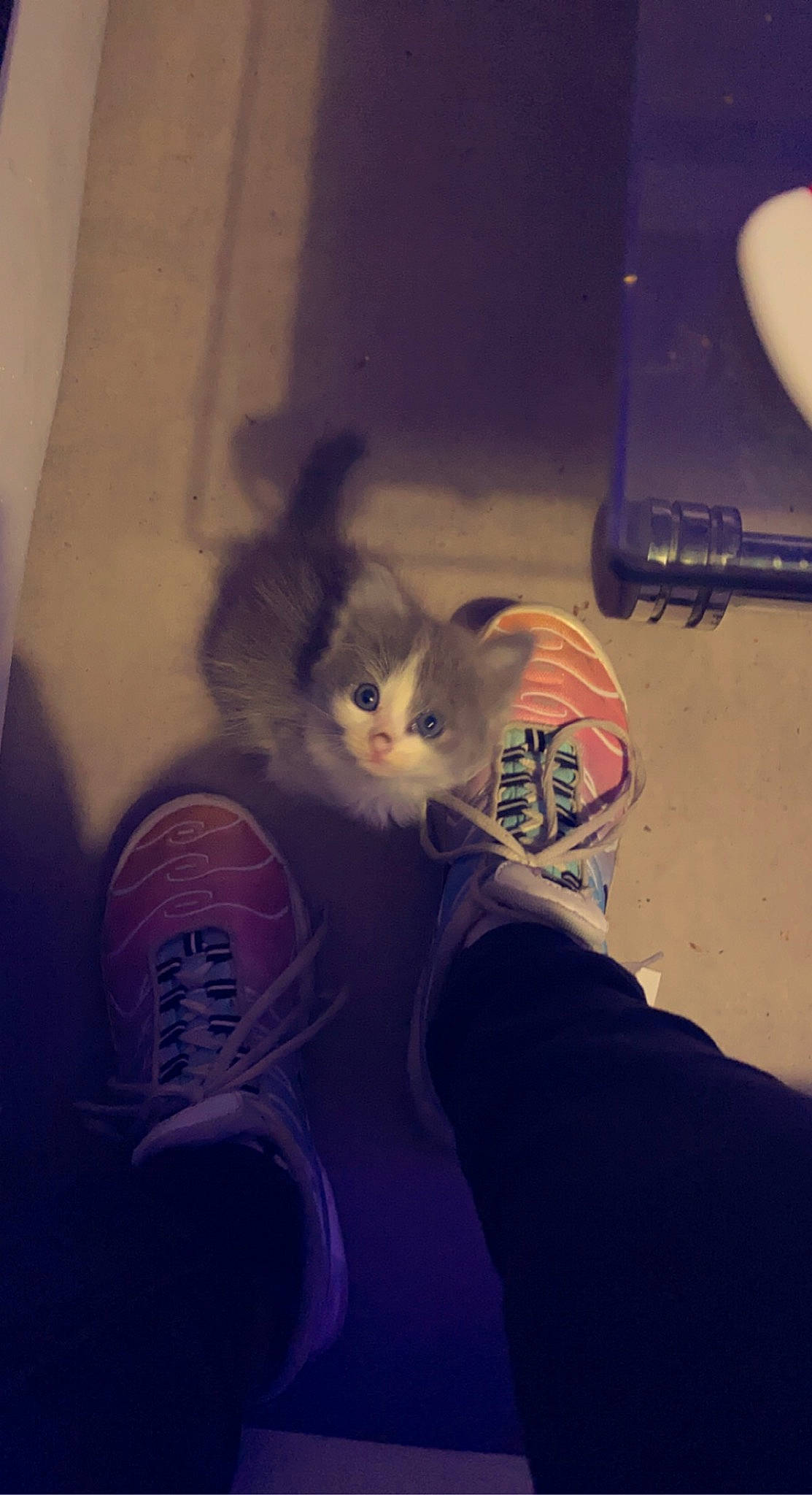 Tiyana a rejoint le concours — aidez-le/la à gagner de superbes lots ! carnivore, cat, cloud, comfort, cool, felidae, finger, gesture, hand, human_leg, leg, morning, nail, small_to_medium_sized_cats, sneakers, space, thumb, tints_and_shades, whiskers, wood