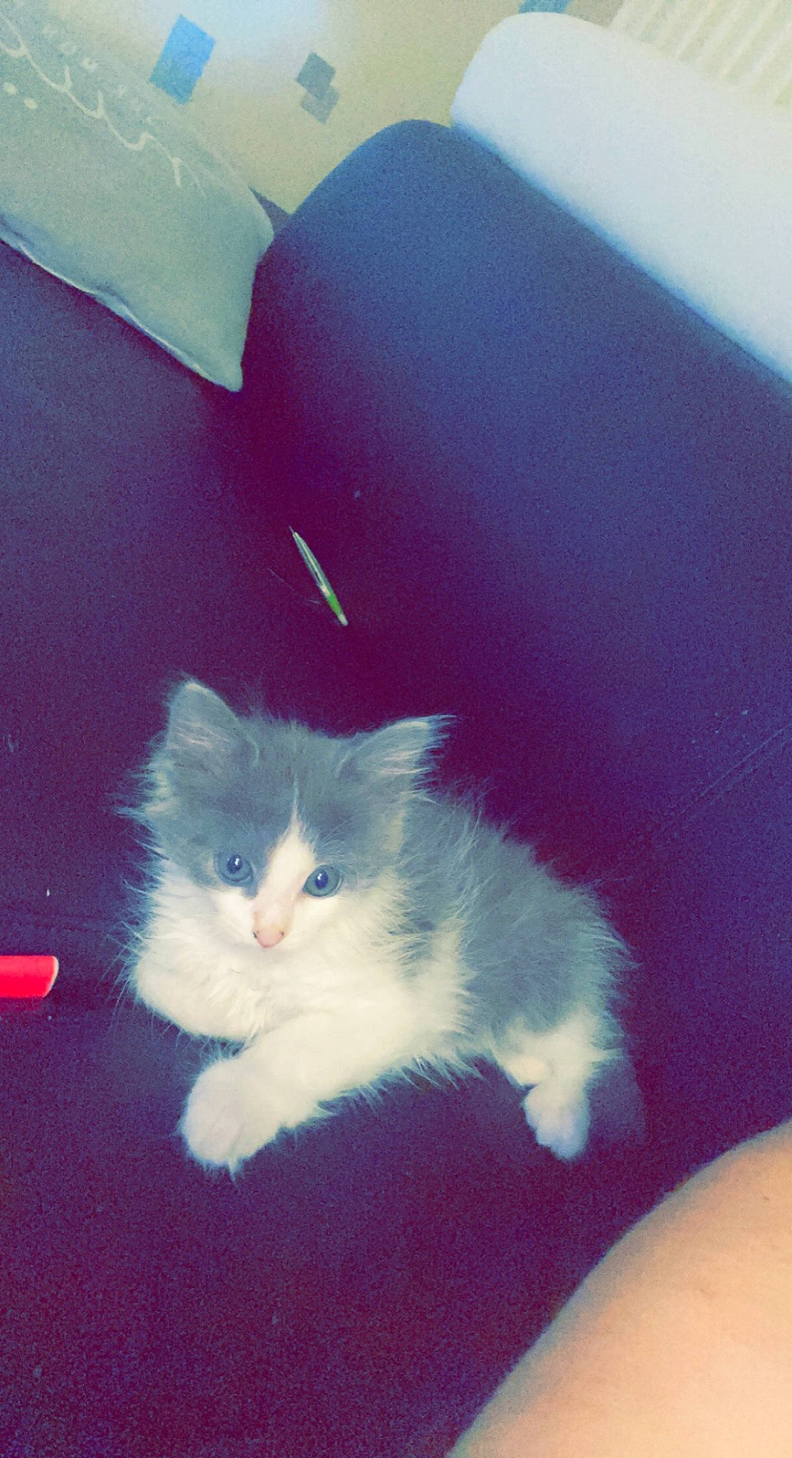 Tiyana a rejoint le concours — aidez-le/la à gagner de superbes lots ! art, carnivore, cat, claw, domestic_short_haired_cat, electric_blue, felidae, foot, fur, paw, small_to_medium_sized_cats, snout, tail, tints_and_shades, whiskers