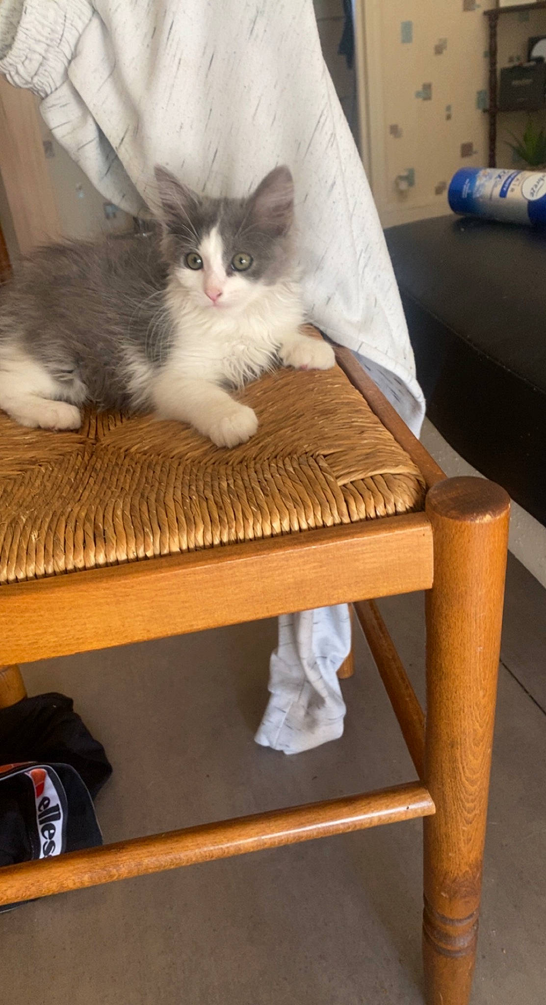 Tiyana a rejoint le concours — aidez-le/la à gagner de superbes lots ! bench, carnivore, cat, comfort, domestic_short_haired_cat, drawer, fawn, felidae, flooring, fur, furniture, hardwood, lap, outdoor_furniture, room, small_to_medium_sized_cats, table, tail, whiskers, wood