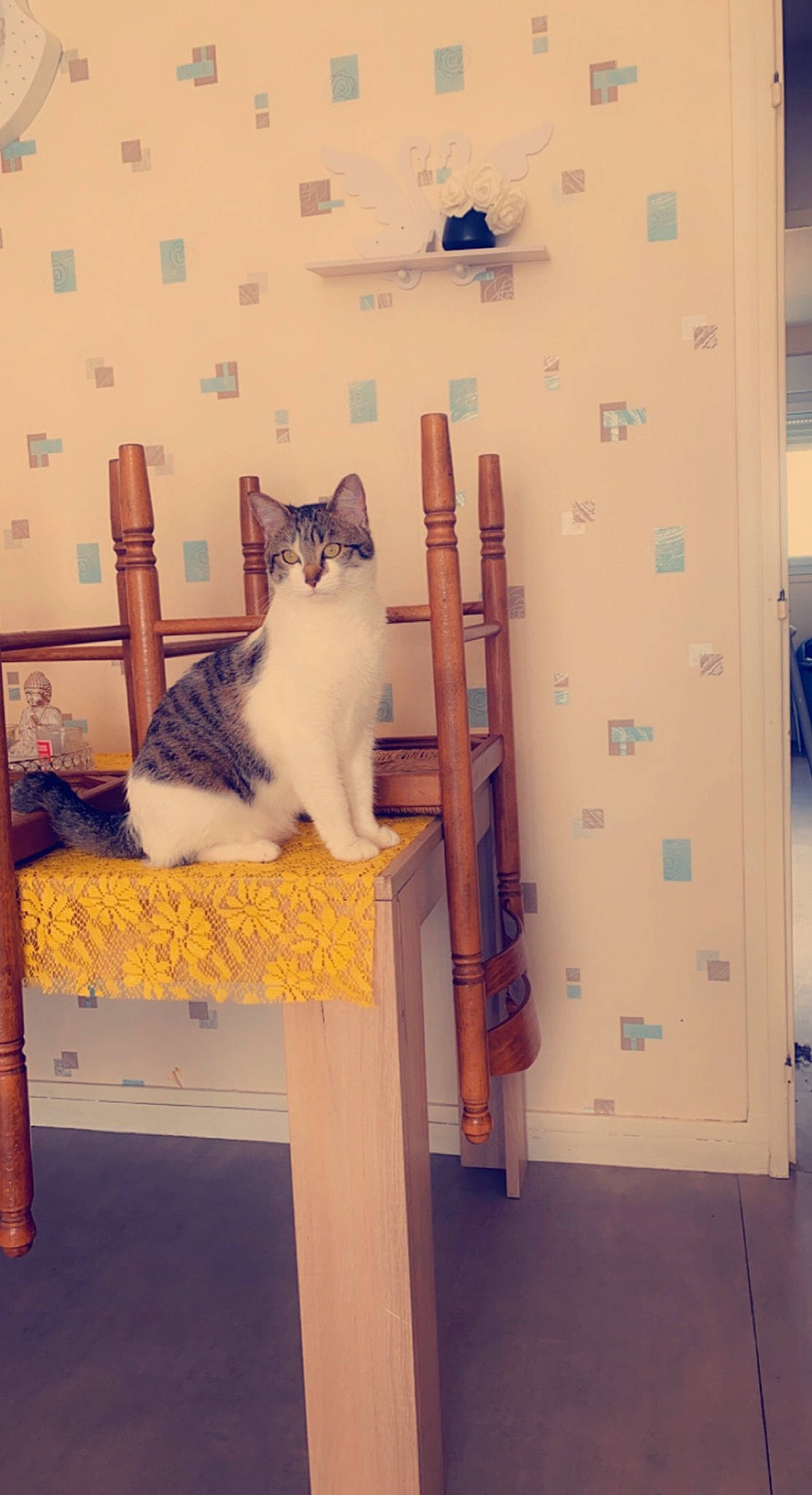 Timal participe au concours pour gagner de l'argent avec cette photo : cardboard, carnivore, cat, chair, domestic_short_haired_cat, felidae, floor, flooring, fur, hardwood, interior_design, machine, metal, room, shelf, shelving, small_to_medium_sized_cats, tail, whiskers, wood