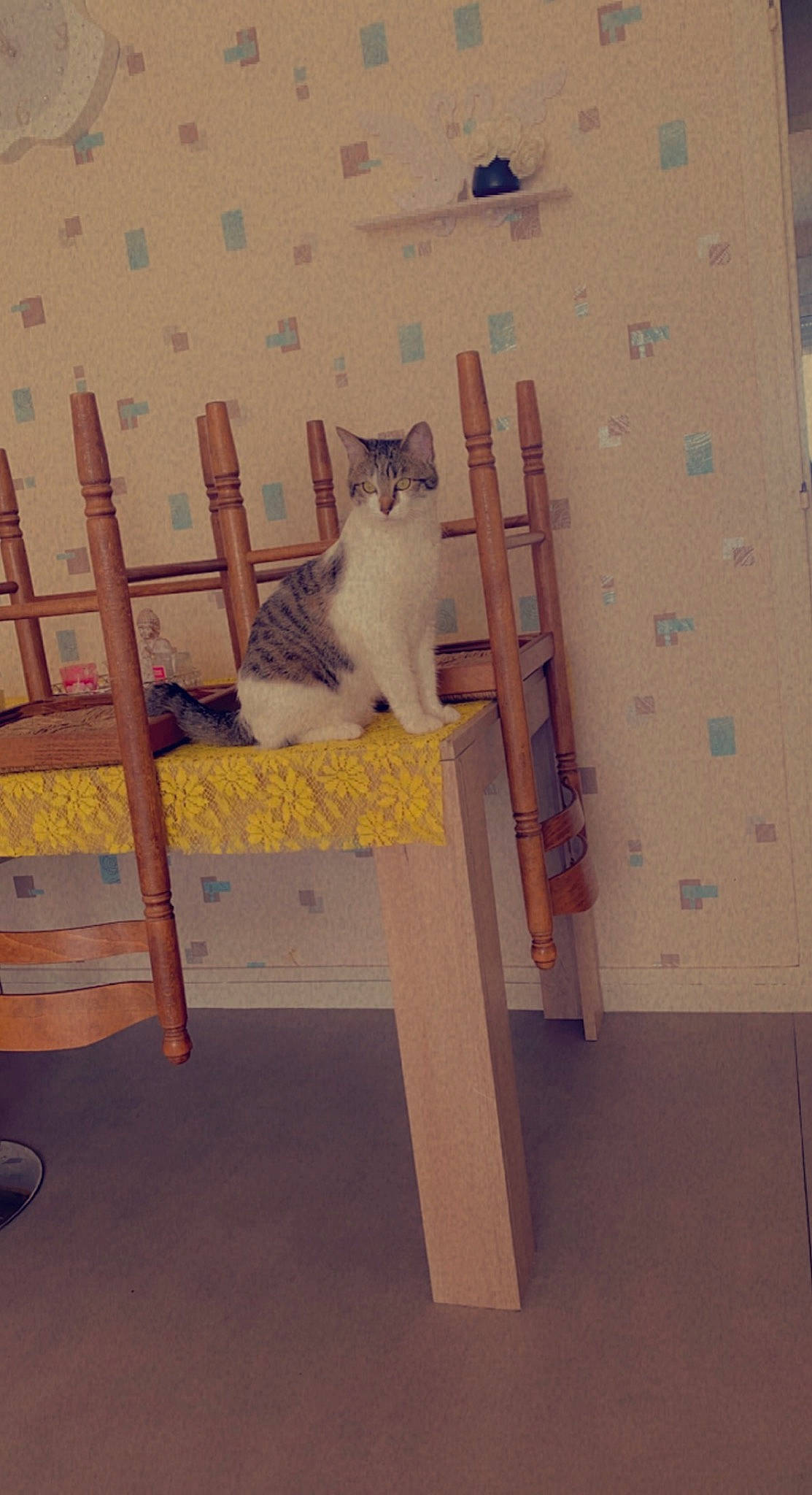 Timal participe au concours pour gagner de l'argent avec cette photo : art, cardboard, carnivore, cat, chair, domestic_short_haired_cat, door, fawn, felidae, flooring, hardwood, interior_design, pattern, plywood, room, small_to_medium_sized_cats, tail, visual_arts, whiskers, wood