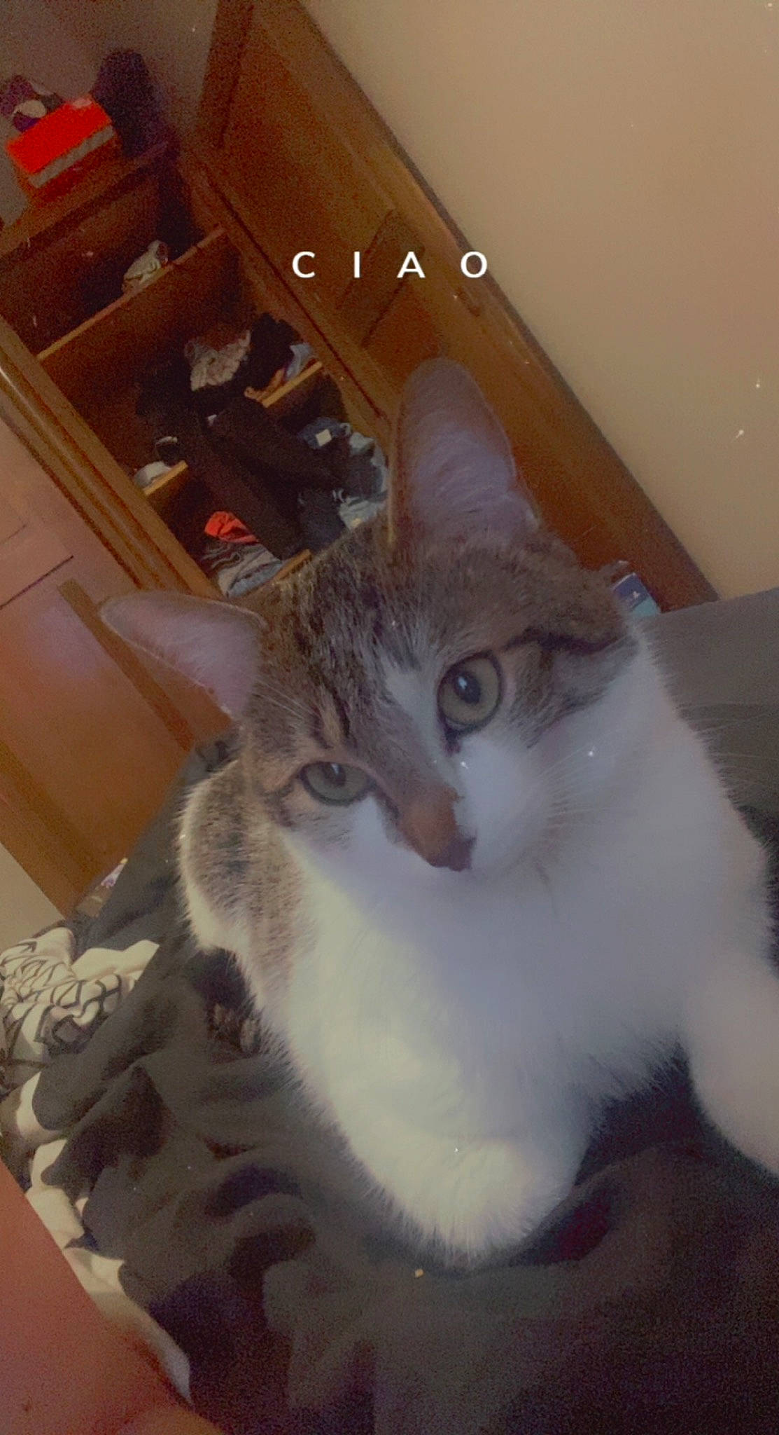 Timal participe au concours pour gagner de l'argent avec cette photo : box, carnivore, cat, cat_furniture, cat_supply, comfort, domestic_short_haired_cat, felidae, fur, hardwood, paw, room, shelf, small_to_medium_sized_cats, snout, tail, whiskers, window, wood