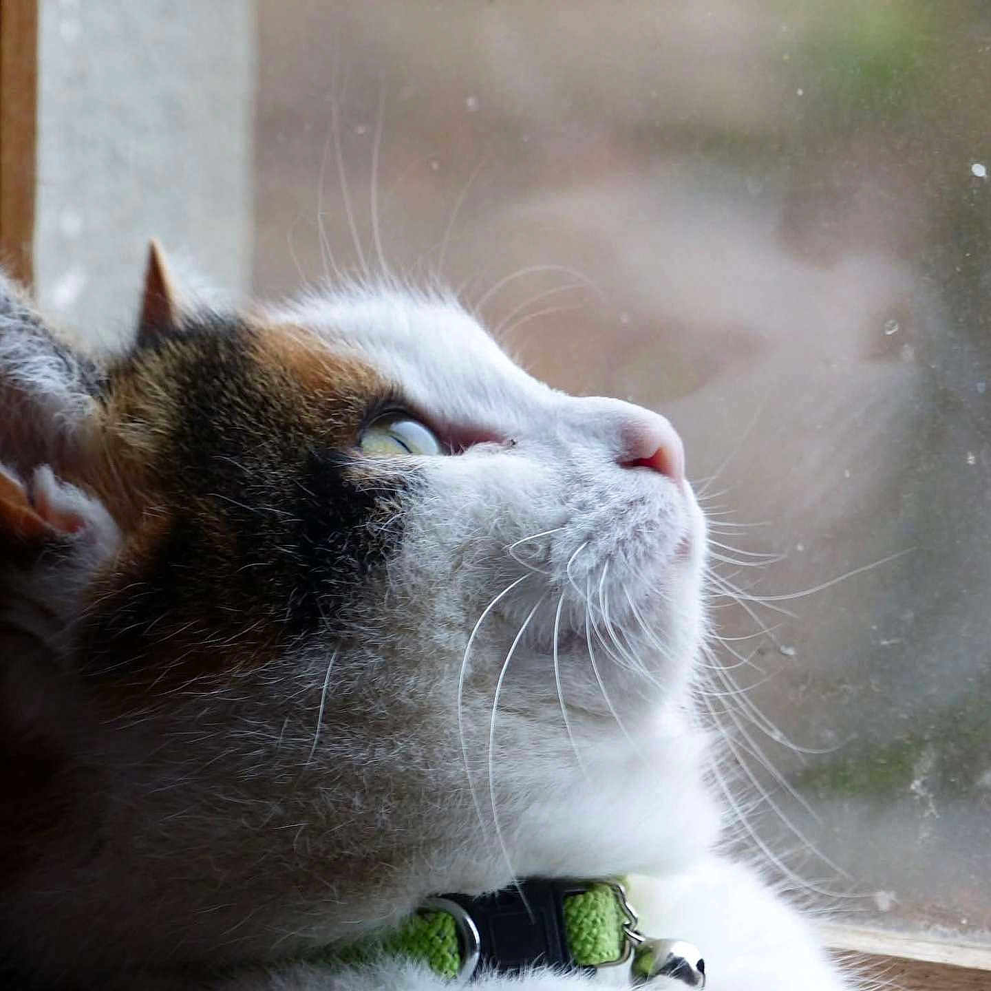 Padmée participe au concours pour gagner de l'argent avec cette photo : animal, bell, cat, close_up, collar, contemplative, curious, domestic, feline, fur, indoor, looking_out, pet, portrait, quiet, reflection, side_profile, soft_light, whiskers, window