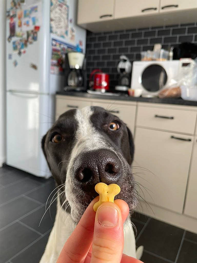 Tweeny participe au concours pour gagner de l'argent avec cette photo : audio_equipment, cabinetry, carnivore, companion_dog, dog, dog_breed, drawer, flooring, foot, fur, guard_dog, home_appliance, human_leg, kitchen_appliance, paw, snout, sporting_group, whiskers, working_animal, working_dog