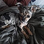 puppy, dog, blanket, spotted, small, cute, ears, fur, bed, resting, animal, pet, indoor, cozy, soft, brown, grey, comfort, looking, young