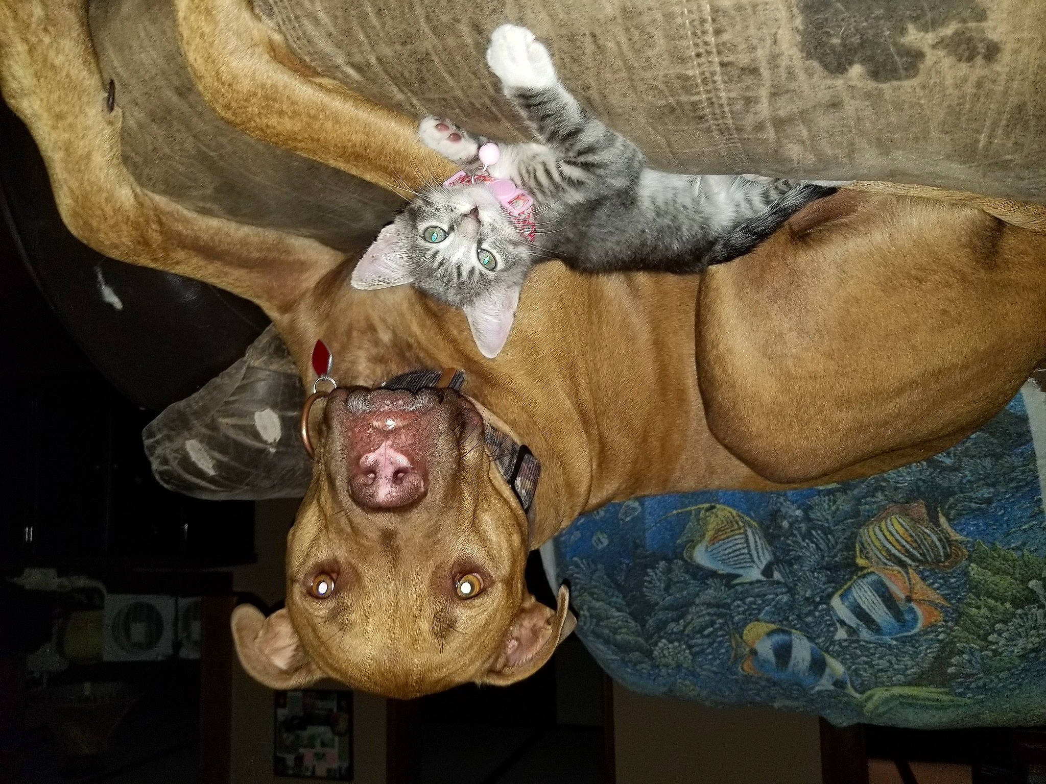 Brutis joined the competition — help win amazing prizes! american_pit_bull_terrier, canidae, carnivore, dog, dog_breed, fawn, non_sporting_group, pit_bull, sporting_group, weimaraner