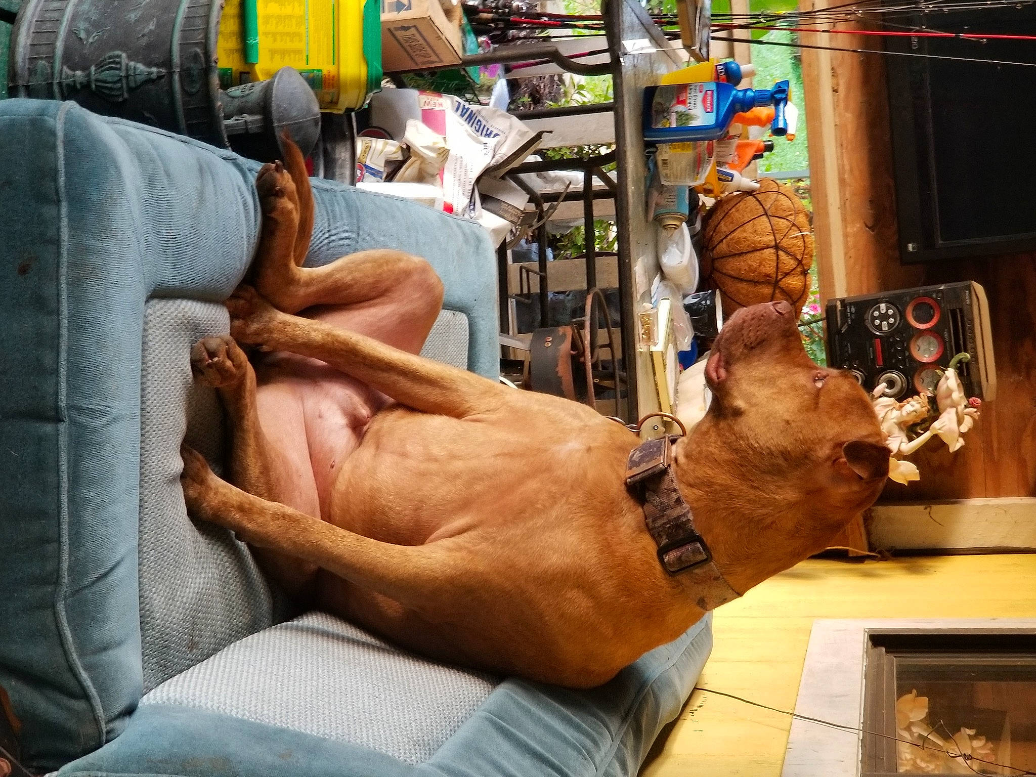 Brutis is registered to the contest to win money with this photo: arm, canidae, carnivore, cat, companion_dog, finger, hand, leg, muscle