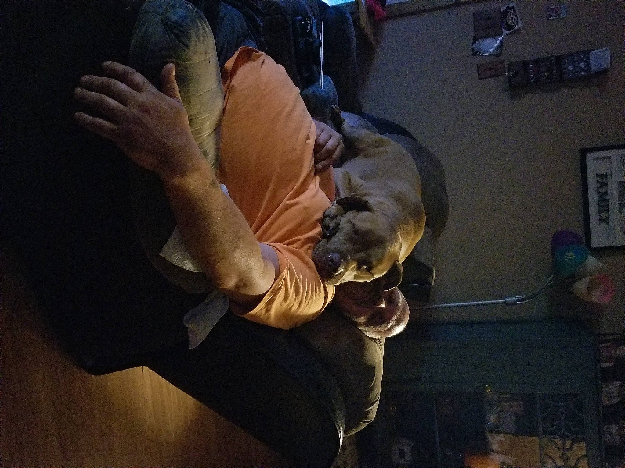 Brutis is registered to the contest to win money with this photo: arm, canidae, fawn, hand, night, sporting_group