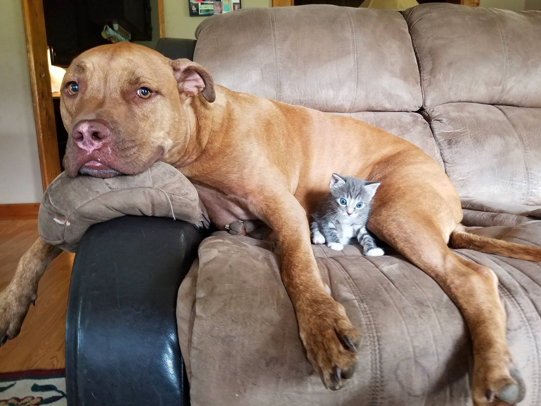 Brutis is registered to the contest to win money with this photo: american_pit_bull_terrier, canidae, carnivore, dog, dog_breed, fawn, mammal, molosser, non_sporting_group, pit_bull, snout, sporting_group, vertebrate