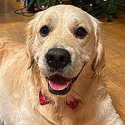 Rio participe au concours pour gagner de l'argent avec cette photo : dog, golden_retriever, bow_tie, pet, indoor, floor, wooden_floor, christmas_tree, holiday, festive, smiling, tongue_out, fur, canine, animal, cute, portrait, friendly, domestic_animal, mammal