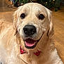 dog, golden_retriever, bow_tie, pet, indoor, floor, wooden_floor, christmas_tree, holiday, festive, smiling, tongue_out, fur, canine, animal, cute, portrait, friendly, domestic_animal, mammal