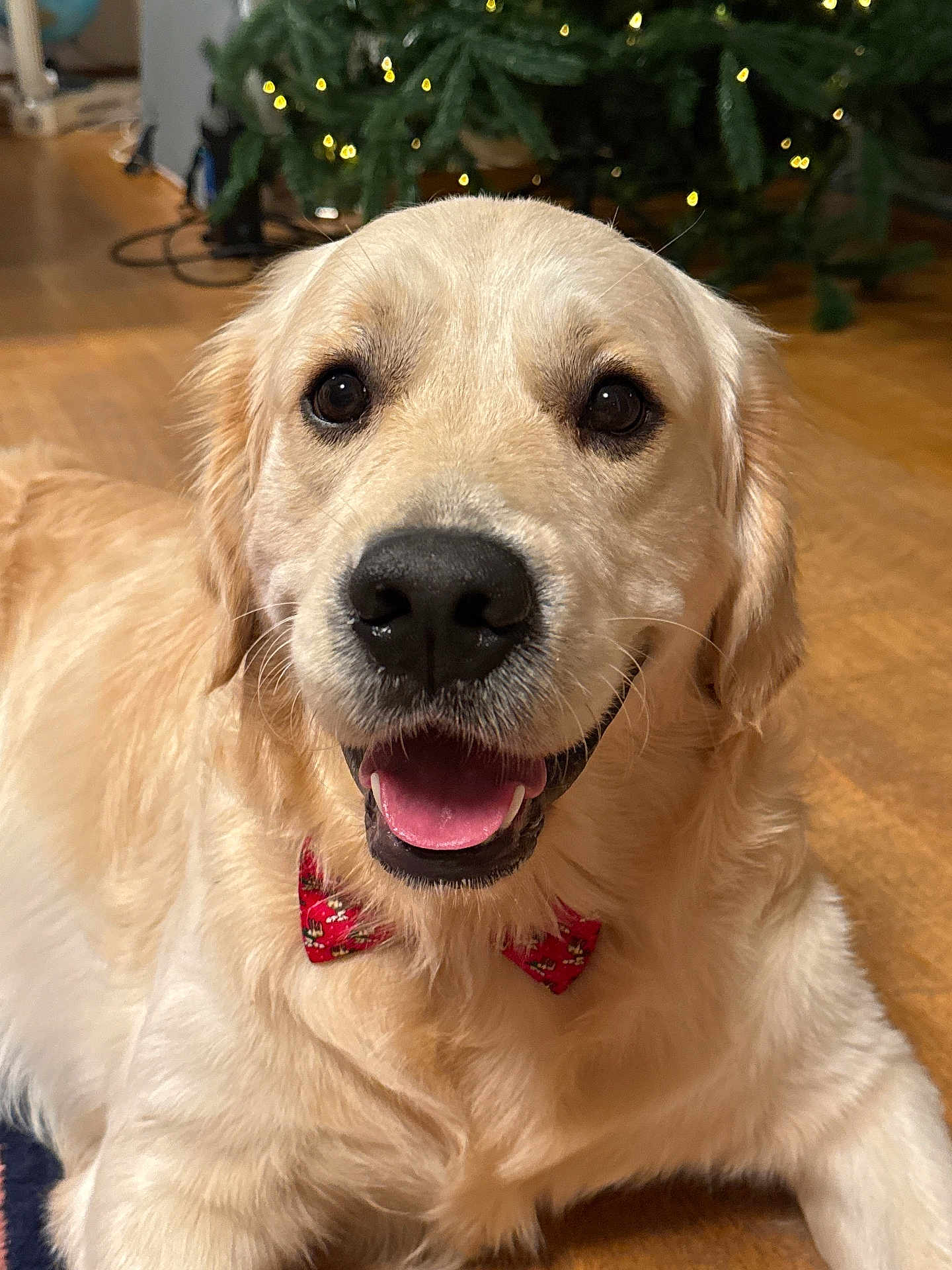 Rio participe au concours pour gagner de l'argent avec cette photo : dog, golden_retriever, bow_tie, pet, indoor, floor, wooden_floor, christmas_tree, holiday, festive, smiling, tongue_out, fur, canine, animal, cute, portrait, friendly, domestic_animal, mammal