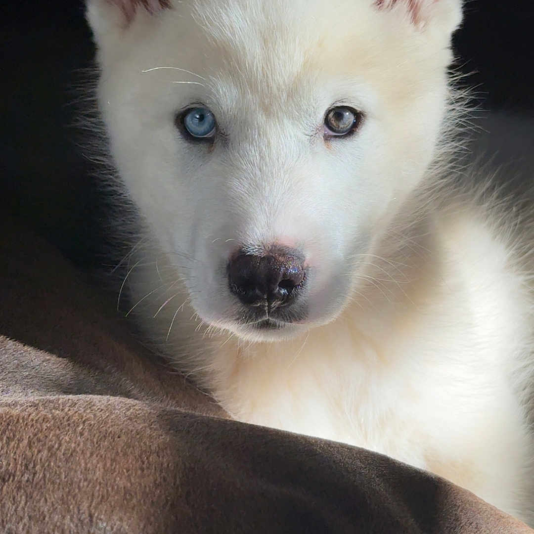 Silas