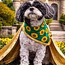 dog, crown, cape, sunflower, greenery, castle, outdoor, pet, costume, portrait, flower, nature, animal, canine, grass, royalty, cute, fluffy, small_dog, sunshine