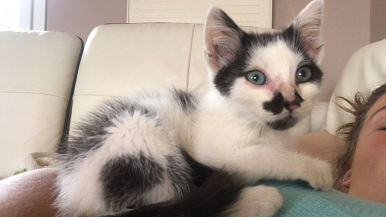 Kaponk a rejoint le concours — aidez-le/la à gagner de superbes lots ! aegean_cat, asian, balinese, carnivore, cat, domestic_short_haired_cat, ear, eye, felidae, fur, kitten, mammal, polydactyl_cat, small_to_medium_sized_cats, snout, vertebrate, whiskers