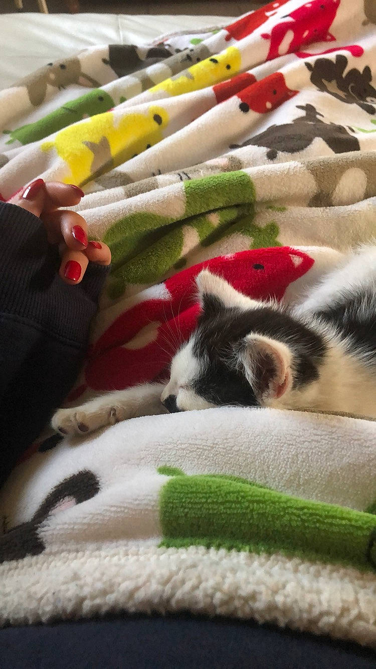 Kaponk participe au concours pour gagner de l'argent avec cette photo : carnivore, cat, felidae, fur, kitten, linens, paw, small_to_medium_sized_cats, tail, whiskers