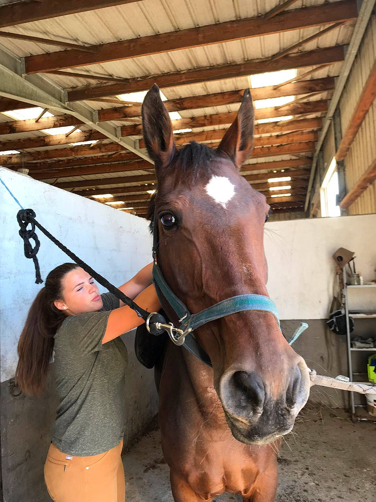 Kaponk participe au concours pour gagner de l'argent avec cette photo : bit, bridle, halter, horse, horse_grooming, horse_harness, horse_supplies, horse_tack, horse_trainer, liver, mammal, mane, mare, pack_animal, rein, snout, sorrel, stable