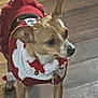 dog, pet, animal, floor, wooden_floor, clothing, costume, festive, bells, red, white, small_dog, ears, tail, paws, indoor, cute, holiday, attentive, standing