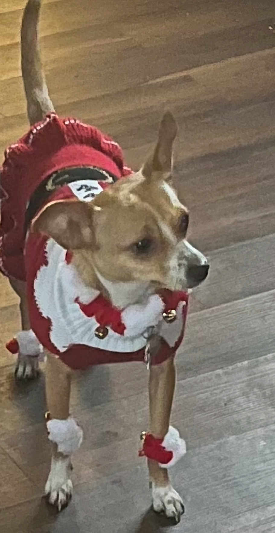 Bee joined the competition — help win amazing prizes! dog, pet, animal, floor, wooden_floor, clothing, costume, festive, bells, red, white, small_dog, ears, tail, paws, indoor, cute, holiday, attentive, standing