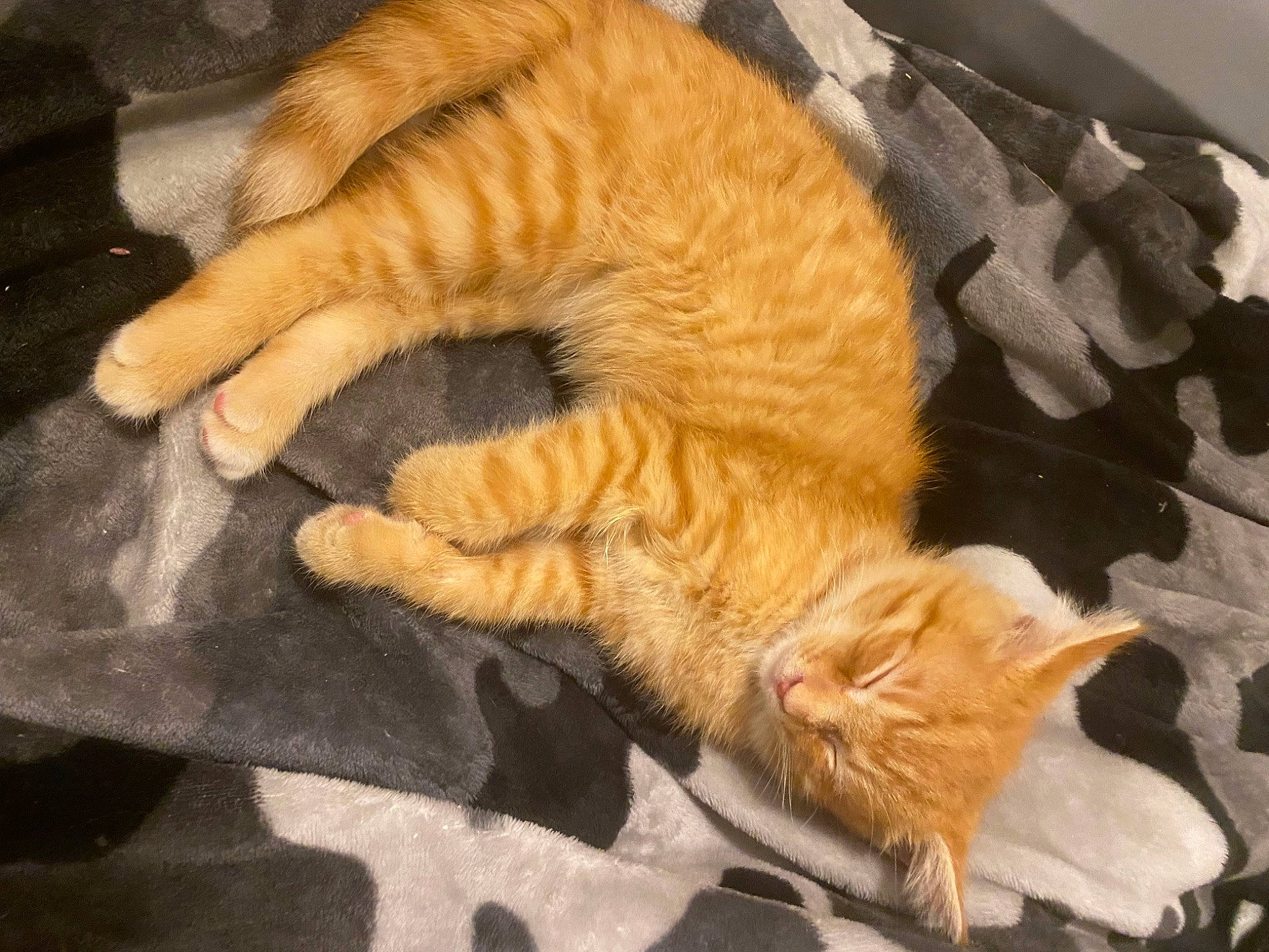 Biscut joined the competition — help win amazing prizes! carnivore, cat, claw, comfort, domestic_short_haired_cat, fawn, felidae, flooring, foot, fur, gesture, nap, paw, sleep, small_to_medium_sized_cats, snout, tail, whiskers, wood