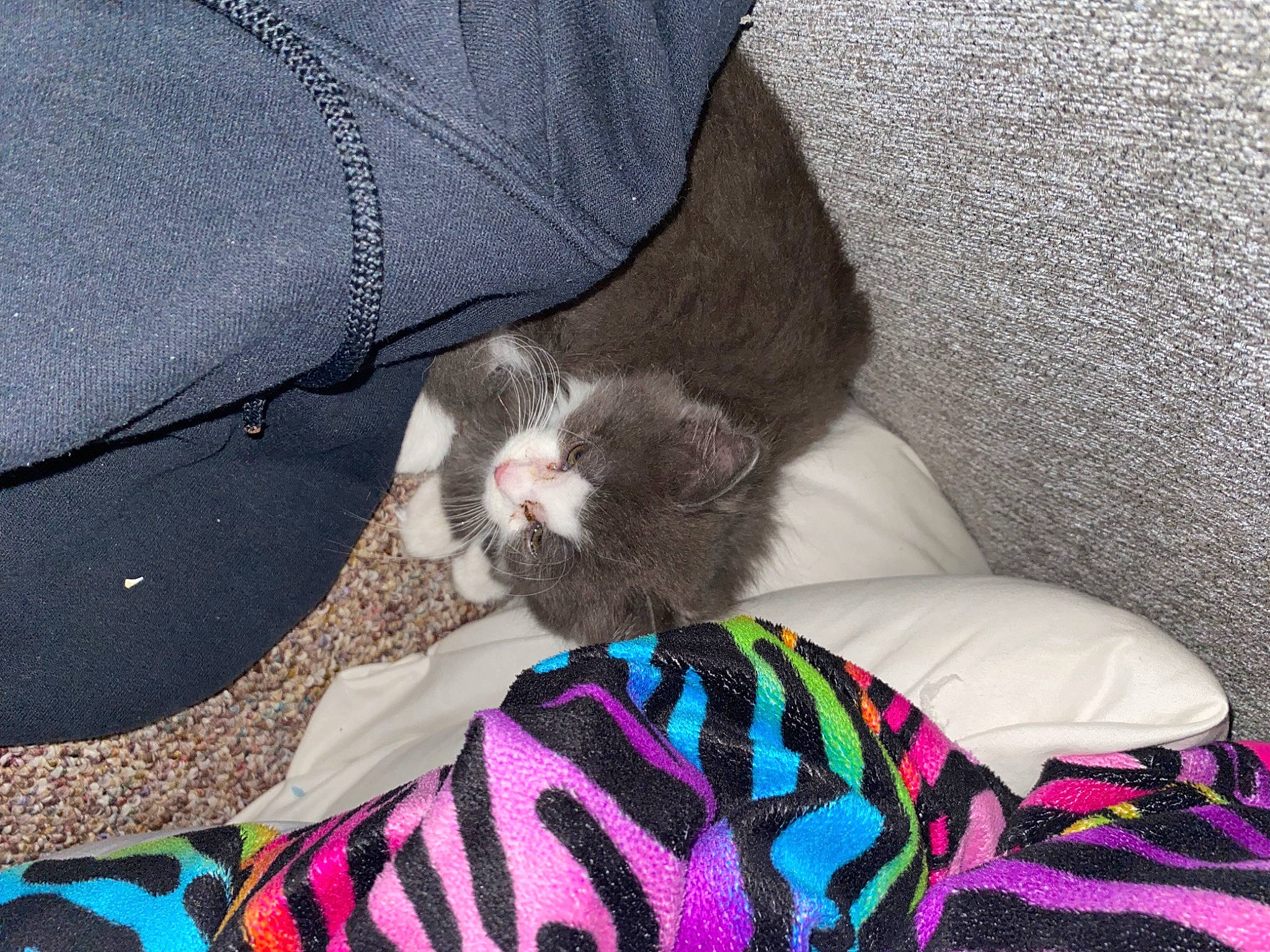 Nova joined the competition — help win amazing prizes! canidae, carnivore, cat, comfort, companion_dog, dog_breed, fawn, felidae, foot, fur, human_leg, lap, linens, pattern, small_to_medium_sized_cats, sporting_group, tail, textile, thigh, whiskers