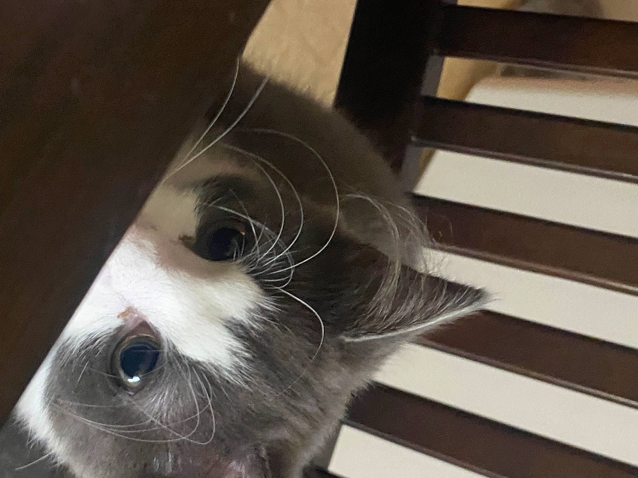 Nova joined the competition — help win amazing prizes! carnivore, cat, domestic_short_haired_cat, ear, eyelash, felidae, fur, iris, metal, monochrome, monochrome_photography, nose, paw, small_to_medium_sized_cats, snout, tail, whiskers, window, wood