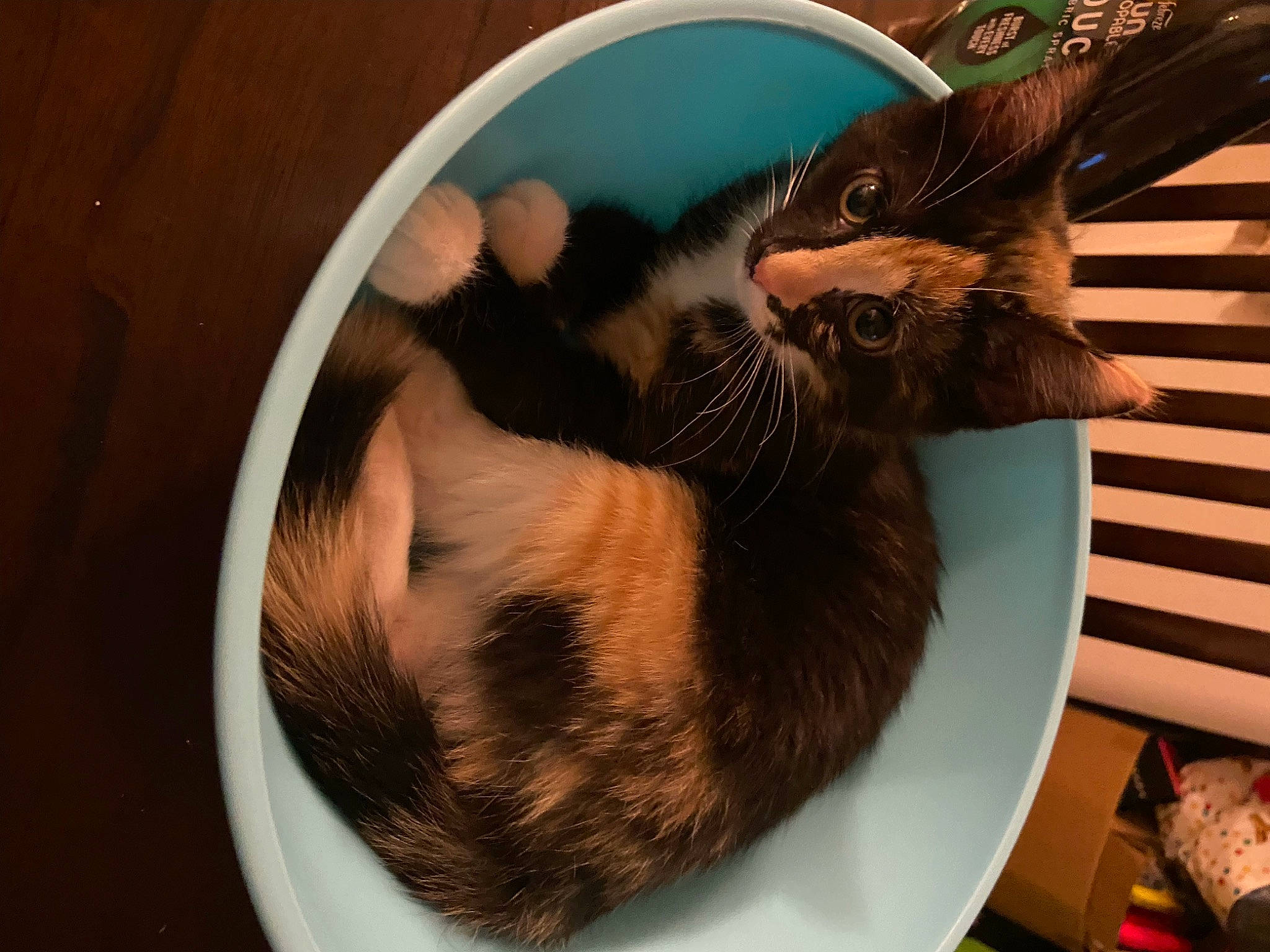 Willow is registered to the contest to win money with this photo: carnivore, cat, cat_bed, cat_supply, claw, comfort, domestic_short_haired_cat, fawn, felidae, fur, nap, paw, pet_supply, plant, small_to_medium_sized_cats, tail, whiskers, wood