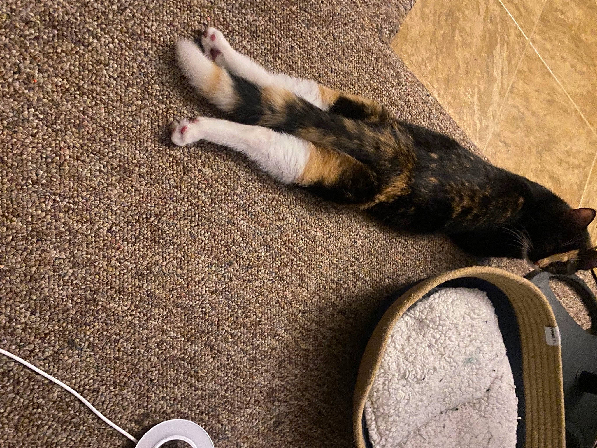 Willow is registered to the contest to win money with this photo: asphalt, auto_part, comfort, eyewear, fawn, felidae, flooring, foot, fur, grass, human_leg, personal_protective_equipment, road_surface, shadow, small_to_medium_sized_cats, sunglasses, tail, terrestrial_animal, whiskers, wood