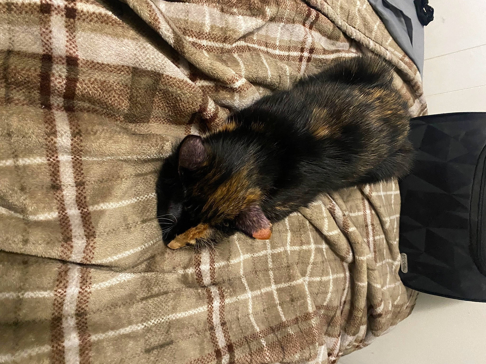 Willow joined the competition — help win amazing prizes! canidae, carnivore, claw, comfort, companion_dog, dog, dog_breed, felidae, fur, guard_dog, linens, mustelidae, nap, pattern, paw, small_to_medium_sized_cats, snout, sporting_group, tail, whiskers