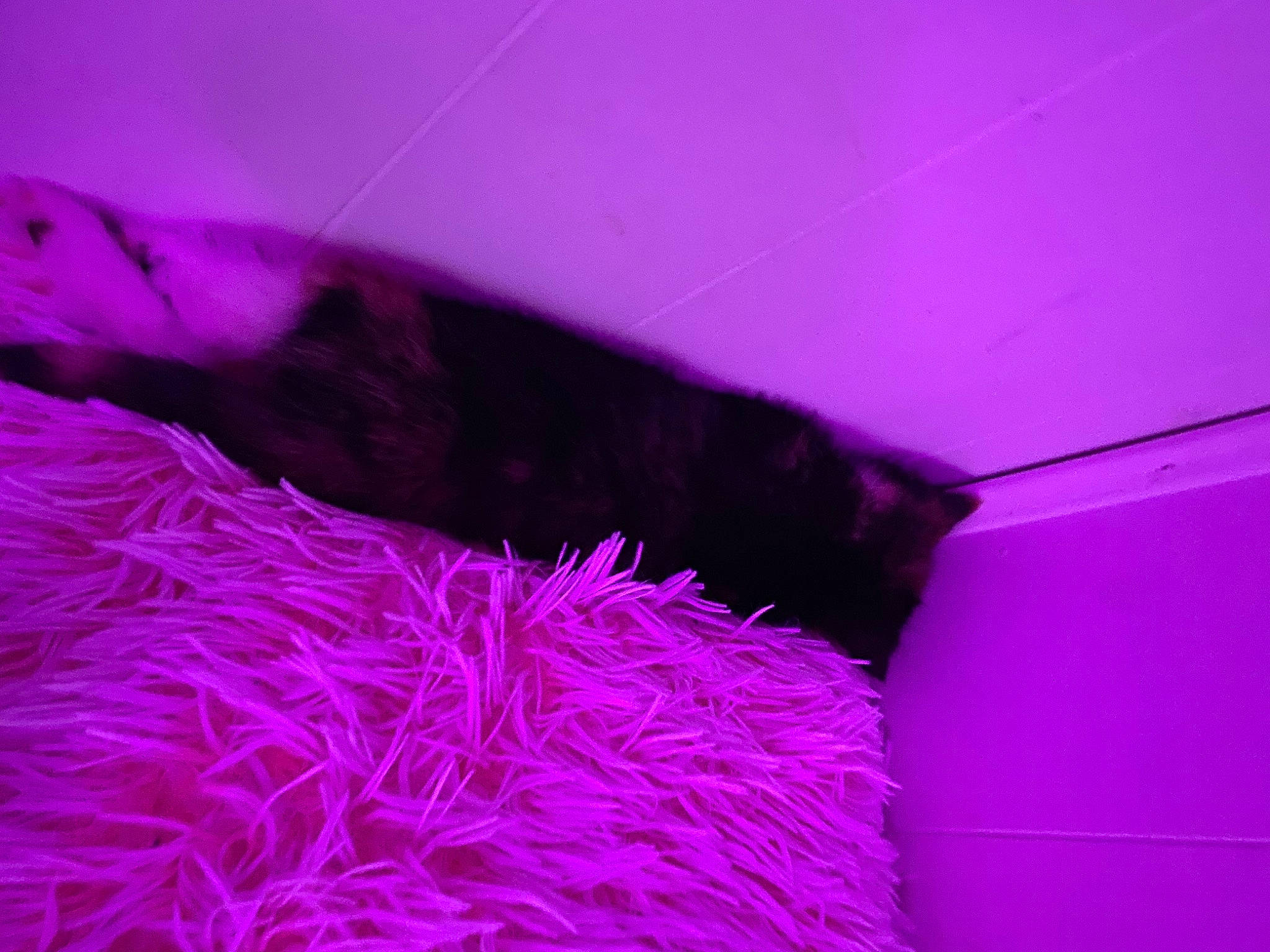 Willow is registered to the contest to win money with this photo: animal_product, annual_plant, electric_blue, fashion_accessory, fur, linens, magenta, natural_material, pink, purple, tints_and_shades, violet