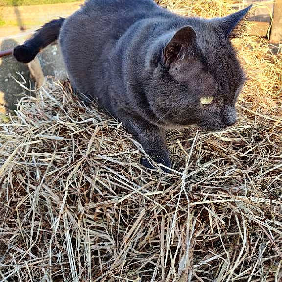 Obiwan a rejoint le concours — aidez-le/la à gagner de superbes lots ! carnivore, cat, chartreux, felidae, fur, grass, plant, russian_blue, small_to_medium_sized_cats, snout, straw, whiskers