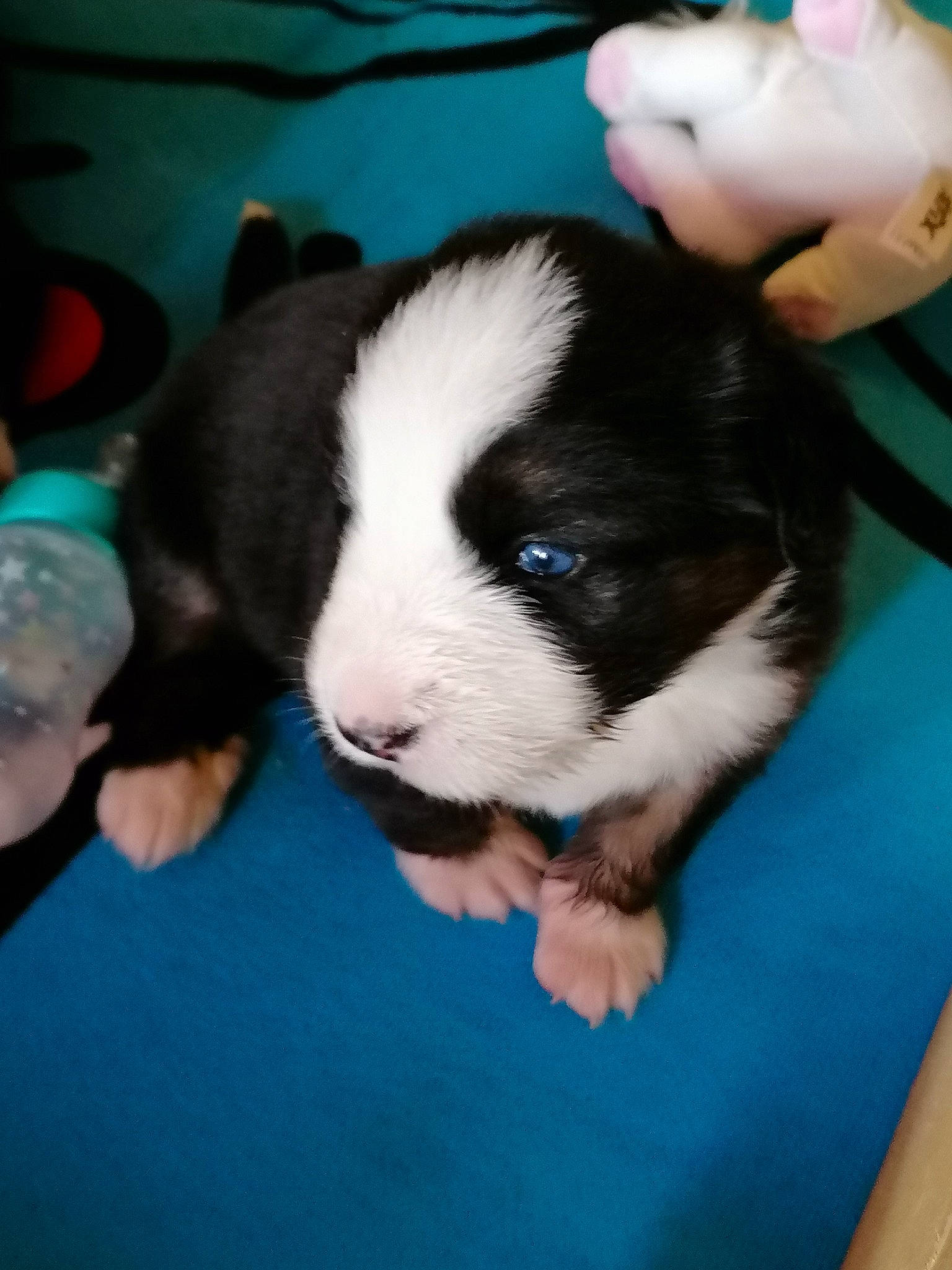 Priska participe au concours pour gagner de l'argent avec cette photo : border_collie, canidae, carnivore, dog, dog_breed, landseer, mammal, puppy, sporting_group, vertebrate