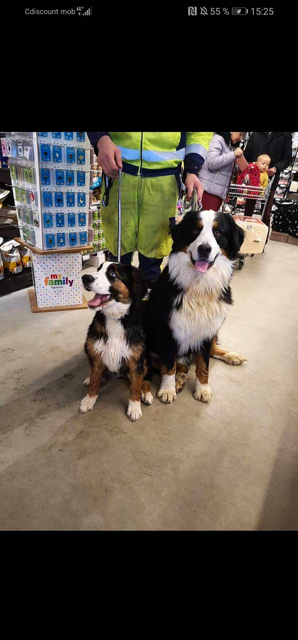 Priska participe au concours pour gagner de l'argent avec cette photo : australian_shepherd, bernese_mountain_dog, border_collie, canidae, carnivore, companion_dog, conformation_show, dog, dog_breed, fur, kennel_club, mammal, rare_breed_dog, snapshot, snout, sporting_group, vertebrate, working_dog