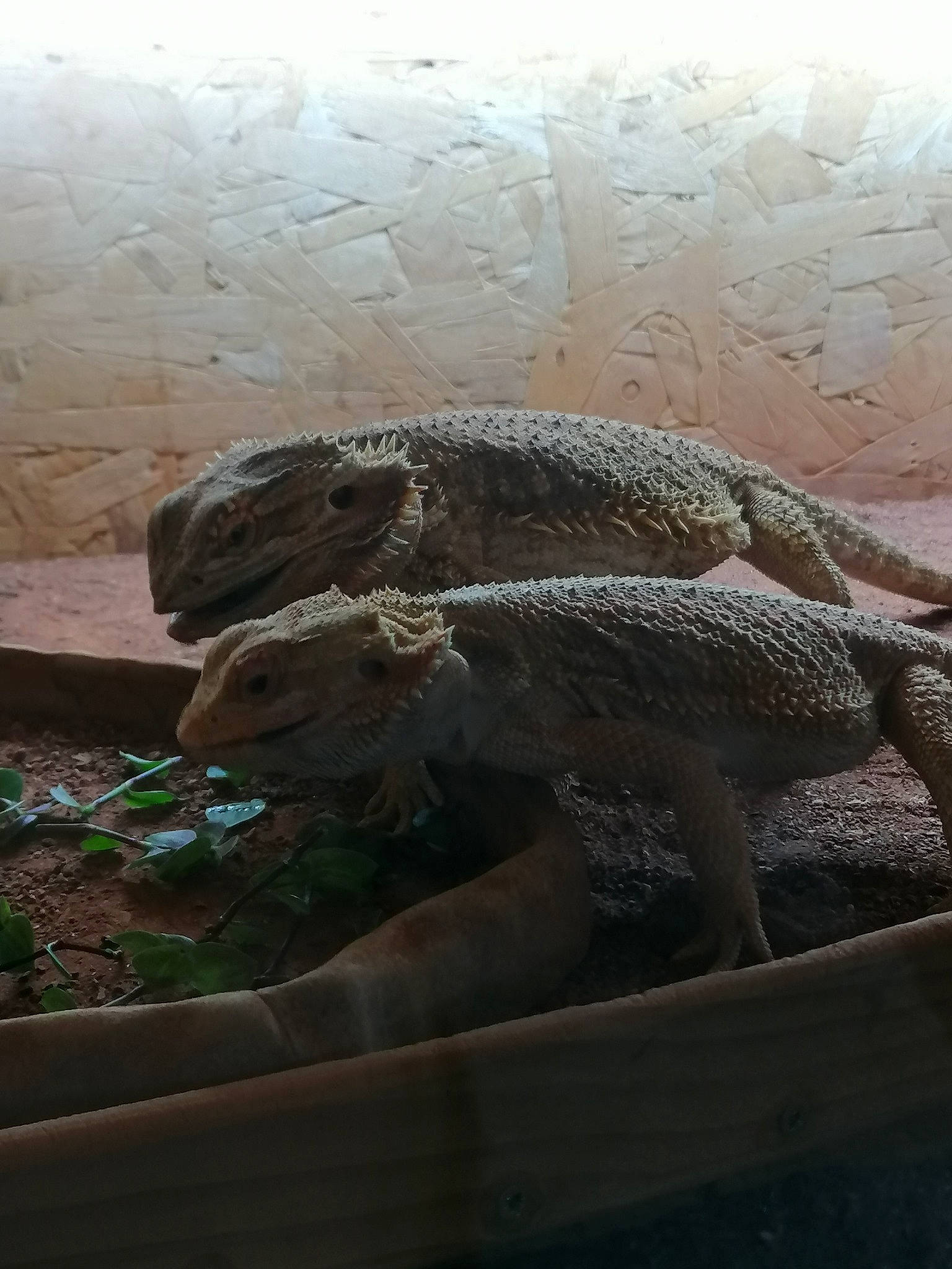 Zoe Et Lili a rejoint le concours — aidez-le/la à gagner de superbes lots ! komodo_dragon, reptile, rock, scaled_reptile, zoo