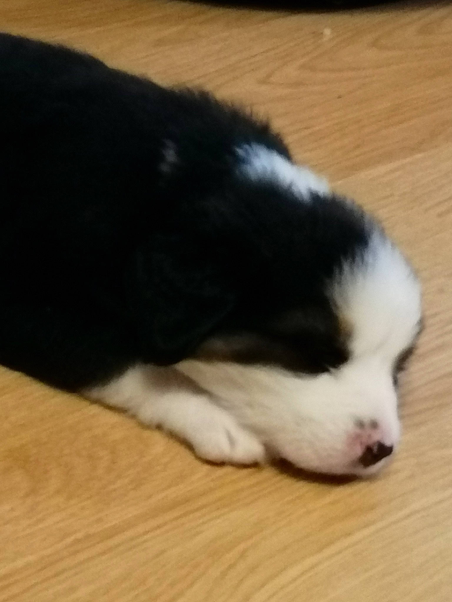 Phalco participe au concours pour gagner de l'argent avec cette photo : australian_shepherd, border_collie, canidae, carnivore, companion_dog, dog, dog_breed, herding_dog, mammal, miniature_australian_shepherd, nose, paw, puppy, sleep, tail, vertebrate, working_dog